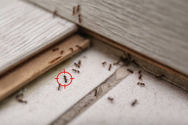 Spider Control Near Me in Danville, VA